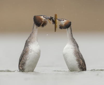 <i class='fa fa-user'></i>&nbsp;Eric van Roon&nbsp;|   Fuut&nbsp; <i class='fa fa-eye'>&nbsp;540</i> &nbsp;<i class='fa fa-thumbs-up'>&nbsp;12</i> &nbsp; <i class='fa fa-comment-o'>&nbsp;15</i>