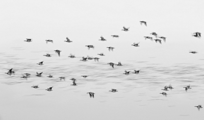 <i class='fa fa-user'></i>&nbsp;Henri Aantjes&nbsp;|   Brandgans&nbsp; <i class='fa fa-eye'>&nbsp;310</i> &nbsp;<i class='fa fa-thumbs-up'>&nbsp;6</i> &nbsp; <i class='fa fa-comment-o'>&nbsp;7</i>