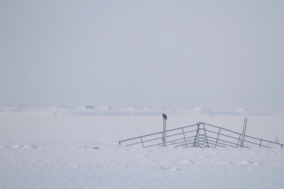 <i class='fa fa-user'></i>&nbsp;dick renes&nbsp;|   Zwarte Kraai&nbsp; <i class='fa fa-eye'>&nbsp;375</i> &nbsp;<i class='fa fa-thumbs-up'>&nbsp;4</i> &nbsp; <i class='fa fa-comment-o'>&nbsp;8</i>