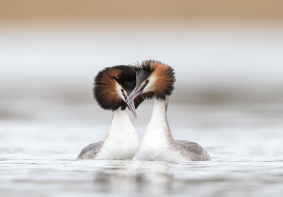 <i class='fa fa-user'></i>&nbsp;Henk Laverman&nbsp;|   Fuut&nbsp; <i class='fa fa-eye'>&nbsp;568</i> &nbsp;<i class='fa fa-thumbs-up'>&nbsp;12</i> &nbsp; <i class='fa fa-comment-o'>&nbsp;20</i>