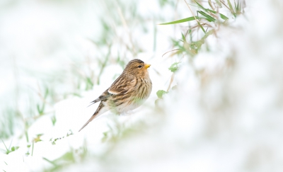 <i class='fa fa-user'></i>&nbsp;Hans Overduin&nbsp;|   Frater&nbsp; <i class='fa fa-eye'>&nbsp;371</i> &nbsp; <i class='fa fa-comment-o'>&nbsp;5</i>