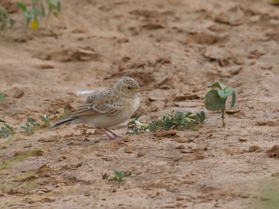 <i class='fa fa-user'></i>&nbsp;Paul van Giersbergen&nbsp;|   Struikleeuwerik&nbsp; <i class='fa fa-eye'>&nbsp;315</i> &nbsp; <i class='fa fa-comment-o'>&nbsp;0</i>