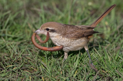 <i class='fa fa-user'></i>&nbsp;Peter Boltjes&nbsp;|   Bruine Klauwier&nbsp; <i class='fa fa-eye'>&nbsp;1381</i> &nbsp;<i class='fa fa-thumbs-up'>&nbsp;13</i> &nbsp; <i class='fa fa-comment-o'>&nbsp;14</i>