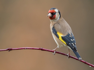 <i class='fa fa-user'></i>&nbsp;Hendrik79&nbsp;|   Putter&nbsp; <i class='fa fa-eye'>&nbsp;586</i> &nbsp;<i class='fa fa-thumbs-up'>&nbsp;10</i> &nbsp; <i class='fa fa-comment-o'>&nbsp;17</i>