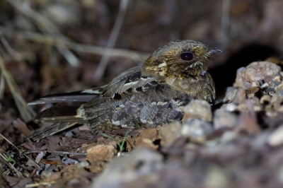 <i class='fa fa-user'></i>&nbsp;Paul van Giersbergen&nbsp;|   Roesthalsnachtzwaluw&nbsp; <i class='fa fa-eye'>&nbsp;340</i> &nbsp;<i class='fa fa-thumbs-up'>&nbsp;1</i> &nbsp; <i class='fa fa-comment-o'>&nbsp;1</i>