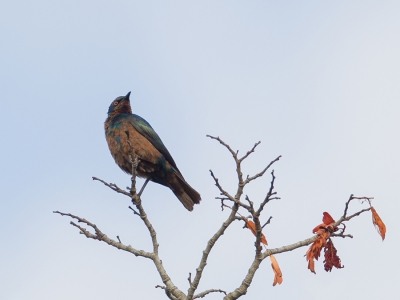 <i class='fa fa-user'></i>&nbsp;Paul van Giersbergen&nbsp;|   Zuidelijke Blauwoorglansspreeuw&nbsp; <i class='fa fa-eye'>&nbsp;270</i> &nbsp; <i class='fa fa-comment-o'>&nbsp;0</i>