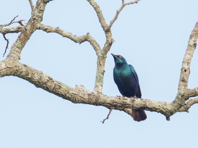 <i class='fa fa-user'></i>&nbsp;Paul van Giersbergen&nbsp;|   Zuidelijke Blauwoorglansspreeuw&nbsp; <i class='fa fa-eye'>&nbsp;297</i> &nbsp; <i class='fa fa-comment-o'>&nbsp;1</i>