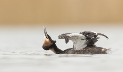 <i class='fa fa-user'></i>&nbsp;Eric van Roon&nbsp;|   Fuut&nbsp; <i class='fa fa-eye'>&nbsp;622</i> &nbsp;<i class='fa fa-thumbs-up'>&nbsp;9</i> &nbsp; <i class='fa fa-comment-o'>&nbsp;14</i>