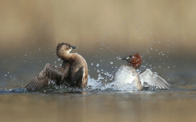 <i class='fa fa-user'></i>&nbsp;Ton D�pp&nbsp;|   Dodaars&nbsp; <i class='fa fa-eye'>&nbsp;651</i> &nbsp;<i class='fa fa-thumbs-up'>&nbsp;17</i> &nbsp; <i class='fa fa-comment-o'>&nbsp;16</i>