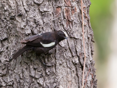 <i class='fa fa-user'></i>&nbsp;Paul van Giersbergen&nbsp;|   Arnots Miertapuit&nbsp; <i class='fa fa-eye'>&nbsp;325</i> &nbsp; <i class='fa fa-comment-o'>&nbsp;2</i>