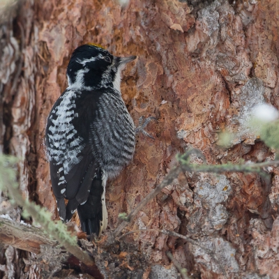 <i class='fa fa-user'></i>&nbsp;auk&nbsp;|   Amerikaanse Drieteenspecht&nbsp; <i class='fa fa-eye'>&nbsp;329</i> &nbsp; <i class='fa fa-comment-o'>&nbsp;2</i>