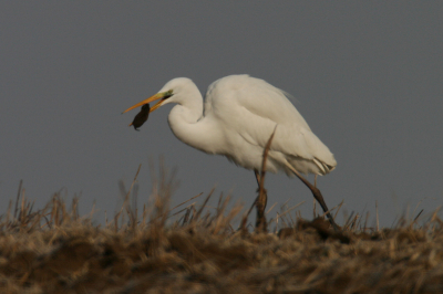 Canon EOS 20D, Canon EF 600mm f/4L IS USM + EF 1.4x II