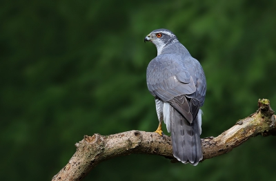 <i class='fa fa-user'></i>&nbsp;thijsglastra&nbsp;|   Havik&nbsp; <i class='fa fa-eye'>&nbsp;605</i> &nbsp;<i class='fa fa-thumbs-up'>&nbsp;10</i> &nbsp; <i class='fa fa-comment-o'>&nbsp;20</i>