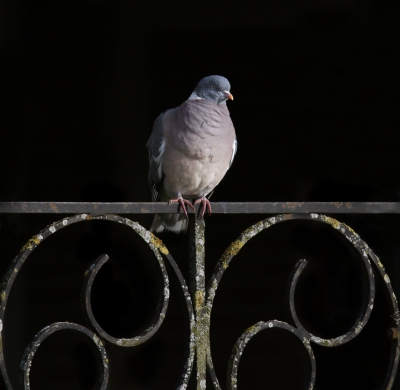 <i class='fa fa-user'></i>&nbsp;Gejo Wassink&nbsp;|   Houtduif&nbsp; <i class='fa fa-eye'>&nbsp;337</i> &nbsp;<i class='fa fa-thumbs-up'>&nbsp;6</i> &nbsp; <i class='fa fa-comment-o'>&nbsp;12</i>