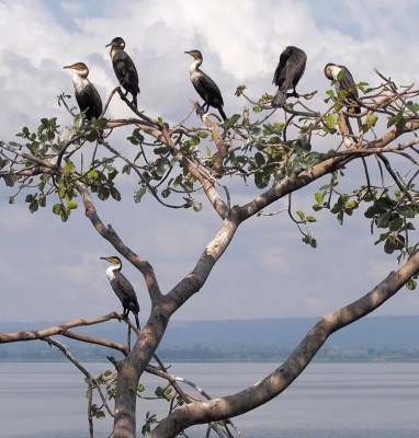 <i class='fa fa-user'></i>&nbsp;guido mwm&nbsp;|   Witborstaalscholver&nbsp; <i class='fa fa-eye'>&nbsp;478</i> &nbsp;<i class='fa fa-thumbs-up'>&nbsp;4</i> &nbsp; <i class='fa fa-comment-o'>&nbsp;22</i>