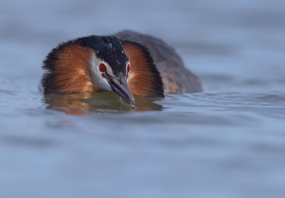 <i class='fa fa-user'></i>&nbsp;Henk Laverman&nbsp;|   Fuut&nbsp; <i class='fa fa-eye'>&nbsp;526</i> &nbsp;<i class='fa fa-thumbs-up'>&nbsp;4</i> &nbsp; <i class='fa fa-comment-o'>&nbsp;10</i>