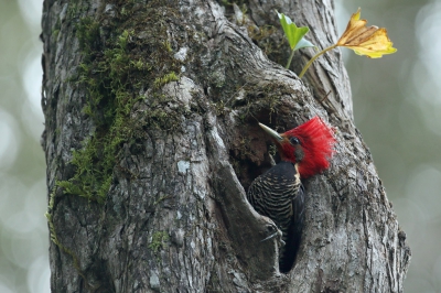 <i class='fa fa-user'></i>&nbsp;Martjan Lammertink&nbsp;|   Helmspecht&nbsp; <i class='fa fa-eye'>&nbsp;494</i> &nbsp;<i class='fa fa-thumbs-up'>&nbsp;3</i> &nbsp; <i class='fa fa-comment-o'>&nbsp;12</i>