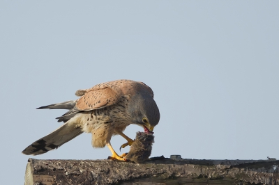 In het Bentwoud waren veel meldingen over Blauwe Kiekendieven. Reden om er eens naar toe te gaan.
Nog maar net aangekomen zag ik vlakbij een torenvalk neerploffen en met buit op een paal gaan zitten. De mol spartelde tegen maar dat was van korte duur. Voor mij een goed begin van de dag .....