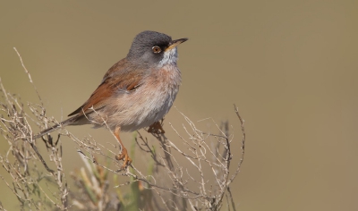 <i class='fa fa-user'></i>&nbsp;Paul Cools&nbsp;|   Brilgrasmus&nbsp; <i class='fa fa-eye'>&nbsp;433</i> &nbsp;<i class='fa fa-thumbs-up'>&nbsp;2</i> &nbsp; <i class='fa fa-comment-o'>&nbsp;6</i>