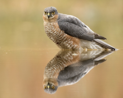 <i class='fa fa-user'></i>&nbsp;Kees Kroon&nbsp;|   Sperwer&nbsp; <i class='fa fa-eye'>&nbsp;707</i> &nbsp;<i class='fa fa-thumbs-up'>&nbsp;22</i> &nbsp; <i class='fa fa-comment-o'>&nbsp;20</i>