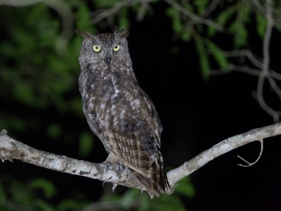 <i class='fa fa-user'></i>&nbsp;Paul van Giersbergen&nbsp;|   Afrikaanse Oehoe&nbsp; <i class='fa fa-eye'>&nbsp;431</i> &nbsp;<i class='fa fa-thumbs-up'>&nbsp;3</i> &nbsp; <i class='fa fa-comment-o'>&nbsp;7</i>