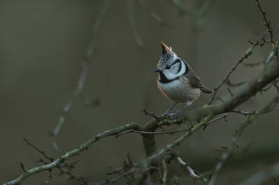 <i class='fa fa-user'></i>&nbsp;Frank Kremer&nbsp;|   Kuifmees&nbsp; <i class='fa fa-eye'>&nbsp;405</i> &nbsp;<i class='fa fa-thumbs-up'>&nbsp;2</i> &nbsp; <i class='fa fa-comment-o'>&nbsp;7</i>