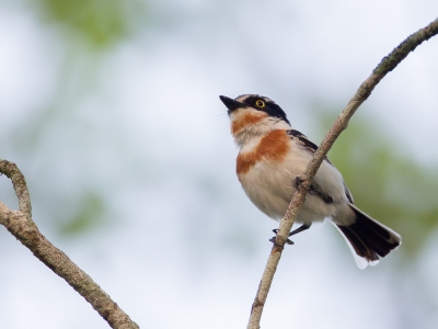 <i class='fa fa-user'></i>&nbsp;Paul van Giersbergen&nbsp;|   Acaciavliegenvanger&nbsp; <i class='fa fa-eye'>&nbsp;241</i> &nbsp; <i class='fa fa-comment-o'>&nbsp;1</i>