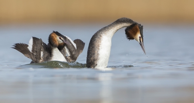 <i class='fa fa-user'></i>&nbsp;Eric van Roon&nbsp;|   Fuut&nbsp; <i class='fa fa-eye'>&nbsp;529</i> &nbsp;<i class='fa fa-thumbs-up'>&nbsp;5</i> &nbsp; <i class='fa fa-comment-o'>&nbsp;13</i>