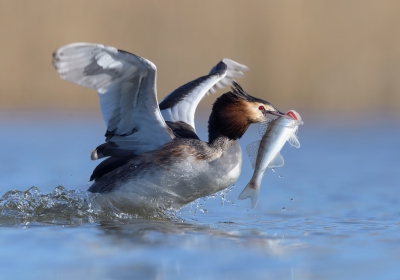 <i class='fa fa-user'></i>&nbsp;Henk Laverman&nbsp;|   Fuut&nbsp; <i class='fa fa-eye'>&nbsp;643</i> &nbsp;<i class='fa fa-thumbs-up'>&nbsp;7</i> &nbsp; <i class='fa fa-comment-o'>&nbsp;10</i>