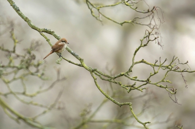 <i class='fa fa-user'></i>&nbsp;Frank Kremer&nbsp;|   Bruine Klauwier&nbsp; <i class='fa fa-eye'>&nbsp;536</i> &nbsp;<i class='fa fa-thumbs-up'>&nbsp;6</i> &nbsp; <i class='fa fa-comment-o'>&nbsp;8</i>