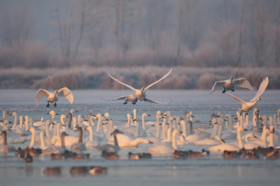 <i class='fa fa-user'></i>&nbsp;dick renes&nbsp;|   Kleine Zwaan&nbsp; <i class='fa fa-eye'>&nbsp;338</i> &nbsp; <i class='fa fa-comment-o'>&nbsp;2</i>