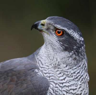 <i class='fa fa-user'></i>&nbsp;thijsglastra&nbsp;|   Havik&nbsp; <i class='fa fa-eye'>&nbsp;529</i> &nbsp;<i class='fa fa-thumbs-up'>&nbsp;8</i> &nbsp; <i class='fa fa-comment-o'>&nbsp;18</i>