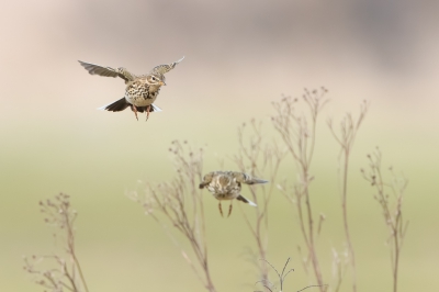 <i class='fa fa-user'></i>&nbsp;Hans Overduin&nbsp;|   Graspieper&nbsp; <i class='fa fa-eye'>&nbsp;561</i> &nbsp;<i class='fa fa-thumbs-up'>&nbsp;7</i> &nbsp; <i class='fa fa-comment-o'>&nbsp;10</i>