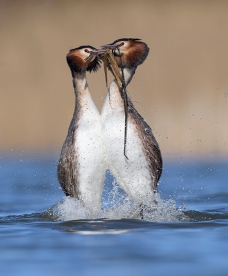 <i class='fa fa-user'></i>&nbsp;Henk Laverman&nbsp;|   Fuut&nbsp; <i class='fa fa-eye'>&nbsp;555</i> &nbsp;<i class='fa fa-thumbs-up'>&nbsp;8</i> &nbsp; <i class='fa fa-comment-o'>&nbsp;10</i>