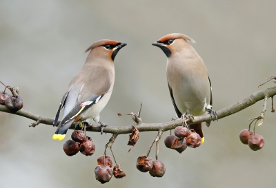 <i class='fa fa-user'></i>&nbsp;Gejo Wassink&nbsp;|   Pestvogel&nbsp; <i class='fa fa-eye'>&nbsp;836</i> &nbsp;<i class='fa fa-thumbs-up'>&nbsp;20</i> &nbsp; <i class='fa fa-comment-o'>&nbsp;23</i>