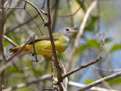 <i class='fa fa-user'></i>&nbsp;Paul van Giersbergen&nbsp;|   Grijskopelfmonarch&nbsp; <i class='fa fa-eye'>&nbsp;243</i> &nbsp; <i class='fa fa-comment-o'>&nbsp;1</i>