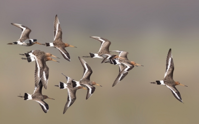 <i class='fa fa-user'></i>&nbsp;ep&nbsp;|   Grutto&nbsp; <i class='fa fa-eye'>&nbsp;510</i> &nbsp;<i class='fa fa-thumbs-up'>&nbsp;1</i> &nbsp; <i class='fa fa-comment-o'>&nbsp;6</i>