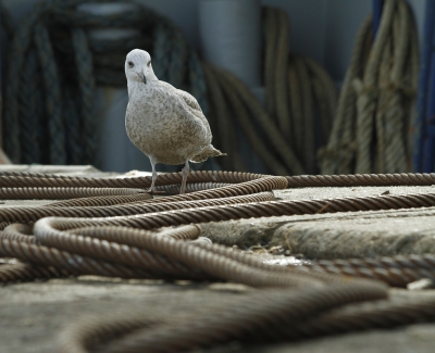 <i class='fa fa-user'></i>&nbsp;Fons Hoiting&nbsp;|   Zilvermeeuw&nbsp; <i class='fa fa-eye'>&nbsp;293</i> &nbsp;<i class='fa fa-thumbs-up'>&nbsp;4</i> &nbsp; <i class='fa fa-comment-o'>&nbsp;6</i>