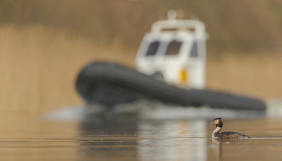 <i class='fa fa-user'></i>&nbsp;Eric van Roon&nbsp;|   Fuut&nbsp; <i class='fa fa-eye'>&nbsp;453</i> &nbsp;<i class='fa fa-thumbs-up'>&nbsp;9</i> &nbsp; <i class='fa fa-comment-o'>&nbsp;7</i>