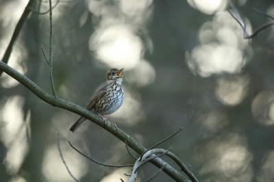 <i class='fa fa-user'></i>&nbsp;Frank Kremer&nbsp;|   Zanglijster&nbsp; <i class='fa fa-eye'>&nbsp;408</i> &nbsp;<i class='fa fa-thumbs-up'>&nbsp;2</i> &nbsp; <i class='fa fa-comment-o'>&nbsp;12</i>