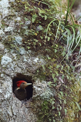 <i class='fa fa-user'></i>&nbsp;Martjan Lammertink&nbsp;|   Helmspecht&nbsp; <i class='fa fa-eye'>&nbsp;320</i> &nbsp;<i class='fa fa-thumbs-up'>&nbsp;1</i> &nbsp; <i class='fa fa-comment-o'>&nbsp;8</i>