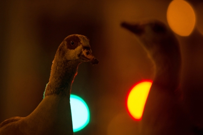 <i class='fa fa-user'></i>&nbsp;Peter Stam&nbsp;|   Nijlgans&nbsp; <i class='fa fa-eye'>&nbsp;411</i> &nbsp;<i class='fa fa-thumbs-up'>&nbsp;5</i> &nbsp; <i class='fa fa-comment-o'>&nbsp;7</i>