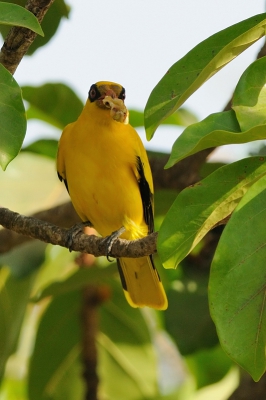 <i class='fa fa-user'></i>&nbsp;Rick Robaard&nbsp;|   Afrikaanse Wielewaal&nbsp; <i class='fa fa-eye'>&nbsp;266</i> &nbsp; <i class='fa fa-comment-o'>&nbsp;4</i>