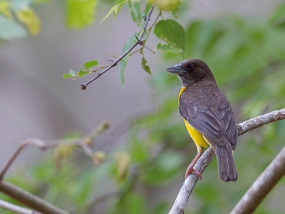 <i class='fa fa-user'></i>&nbsp;Paul van Giersbergen&nbsp;|   Woudwever&nbsp; <i class='fa fa-eye'>&nbsp;257</i> &nbsp; <i class='fa fa-comment-o'>&nbsp;1</i>