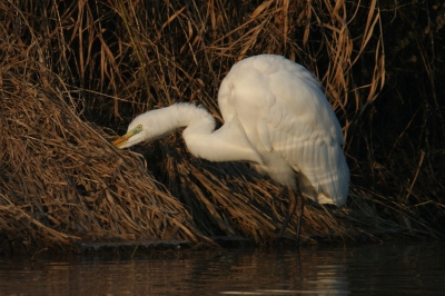 Canon EOS 20D, Canon EF 600mm f/4L IS USM + EF 1.4x II