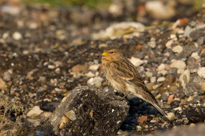 Al een aantal weken werden er drie fraters gemeld. De locatie was een berg puinafval midden in de weilanden en vlakbij een verdeelstation langs de A12. Reden om ook maar eens een kijkje te gaan nemen.
Bij aankomst zag ik drie vogeltjes opvliegen en dalen op de berg puin. Inderdaad drie fraters 2 vrouwtjes en 1 mannetje. Terwijl ik rustig op ze afliep gingen ze in een plasje water badderen om vervolgens het verenkleed te laten drogen. Niet de gehoopte opnames op een takje met mooie belichting. Toch wel aardig om aan de verzameling toe te voegen.