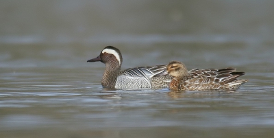 <i class='fa fa-user'></i>&nbsp;groenvogel57&nbsp;|   Zomertaling&nbsp; <i class='fa fa-eye'>&nbsp;533</i> &nbsp;<i class='fa fa-thumbs-up'>&nbsp;7</i> &nbsp; <i class='fa fa-comment-o'>&nbsp;10</i>