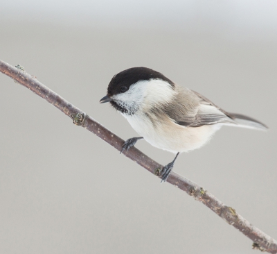 <i class='fa fa-user'></i>&nbsp;Annie Keizer&nbsp;|   Matkop&nbsp; <i class='fa fa-eye'>&nbsp;332</i> &nbsp;<i class='fa fa-thumbs-up'>&nbsp;3</i> &nbsp; <i class='fa fa-comment-o'>&nbsp;7</i>