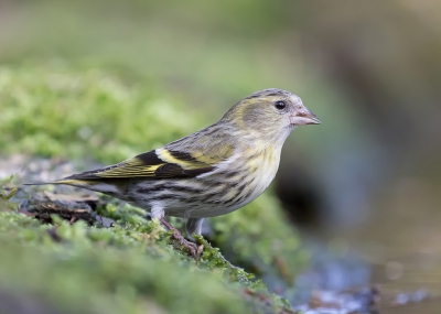 <i class='fa fa-user'></i>&nbsp;Marie-Jos� Boon&nbsp;|   Sijs&nbsp; <i class='fa fa-eye'>&nbsp;249</i> &nbsp; <i class='fa fa-comment-o'>&nbsp;4</i>