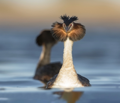 <i class='fa fa-user'></i>&nbsp;Eric van Roon&nbsp;|   Fuut&nbsp; <i class='fa fa-eye'>&nbsp;366</i> &nbsp;<i class='fa fa-thumbs-up'>&nbsp;1</i> &nbsp; <i class='fa fa-comment-o'>&nbsp;3</i>